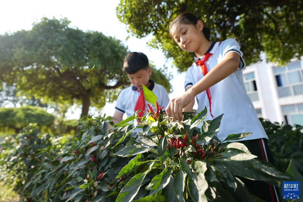 大红鹰(精品)